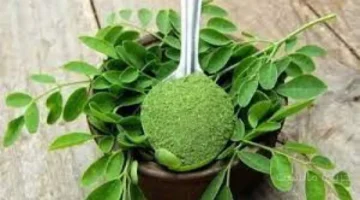 وصفتها الدراسات.. عشبة شهيرة تساعد على تنشيط وظائف الكلى والكبد وخفض الكوليسترول 1